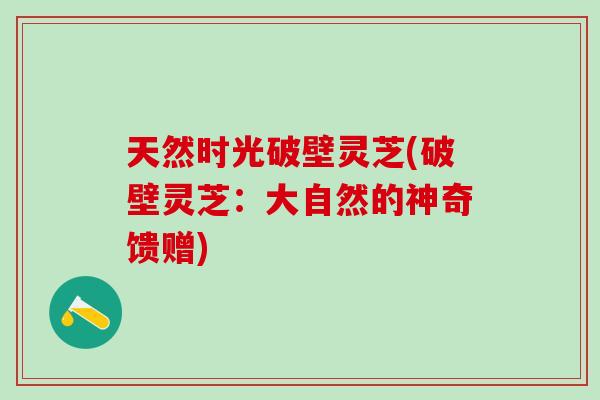 天然时光破壁灵芝(破壁灵芝：大自然的神奇馈赠)