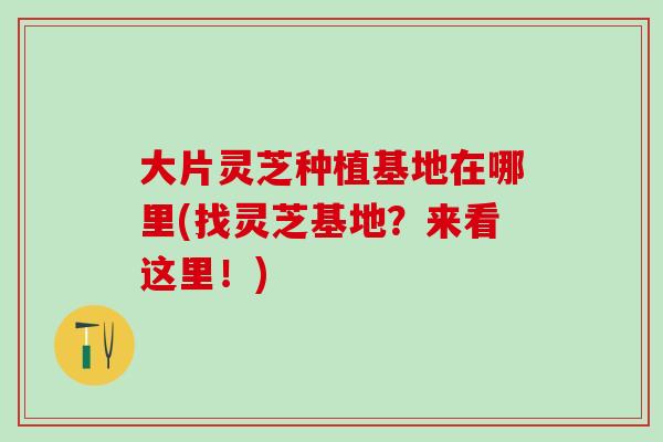 大片灵芝种植基地在哪里(找灵芝基地？来看这里！)