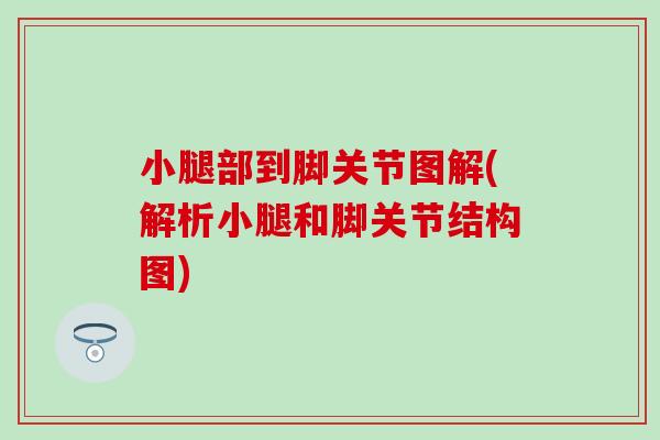 小腿部到脚关节图解(解析小腿和脚关节结构图)