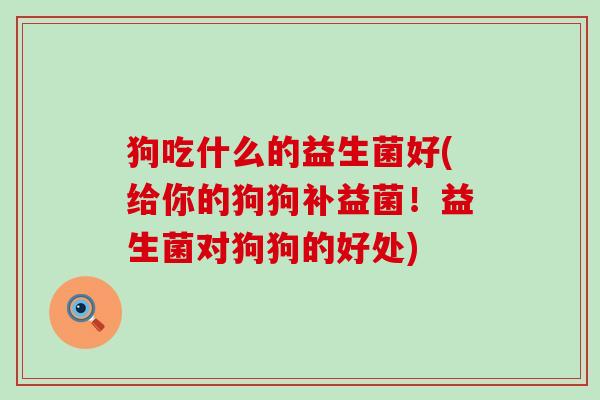 狗吃什么的益生菌好(给你的狗狗补益菌！益生菌对狗狗的好处)