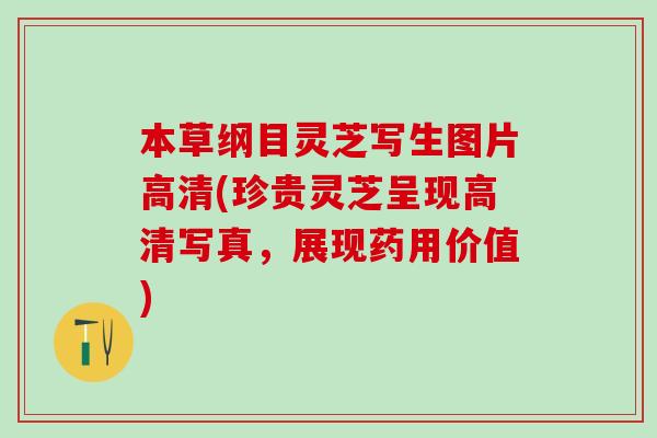 本草纲目灵芝写生图片高清(珍贵灵芝呈现高清写真，展现药用价值)