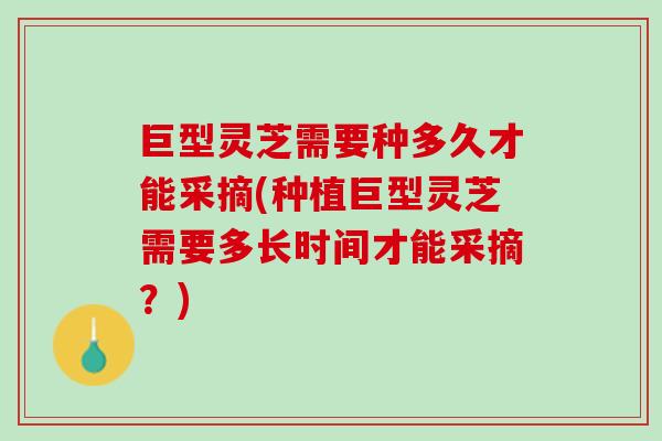 巨型灵芝需要种多久才能采摘(种植巨型灵芝需要多长时间才能采摘?) 巨型灵芝需要种多久才能采摘(种植巨型灵芝需要多长时间才能采摘?)
