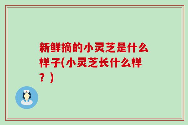 新鲜摘的小灵芝是什么样子(小灵芝长什么样？)