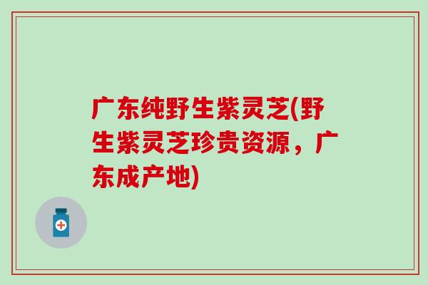 广东纯野生紫灵芝(野生紫灵芝珍贵资源，广东成产地)