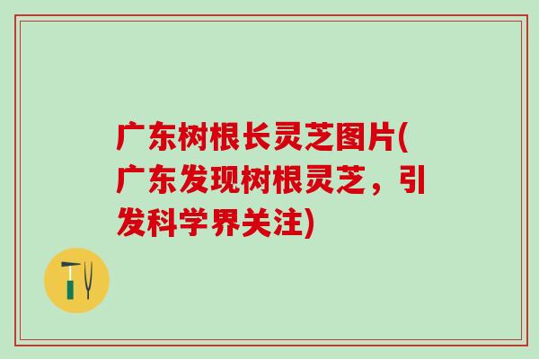 广东树根长灵芝图片(广东发现树根灵芝，引发科学界关注)