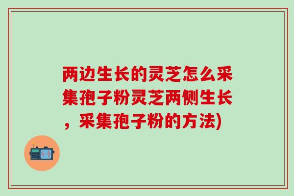 两边生长的灵芝怎么采集孢子粉灵芝两侧生长，采集孢子粉的方法)