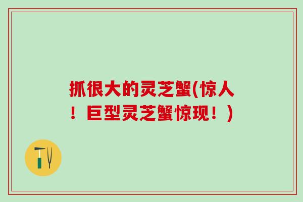 抓很大的灵芝蟹(惊人！巨型灵芝蟹惊现！)