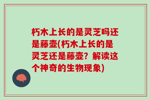 朽木上长的是灵芝吗还是藤壶(朽木上长的是灵芝还是藤壶？解读这个神奇的生物现象)