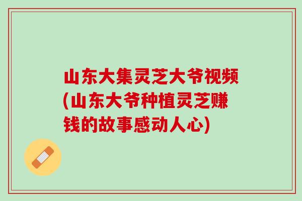 山东大集灵芝大爷视频(山东大爷种植灵芝赚钱的故事感动人心)