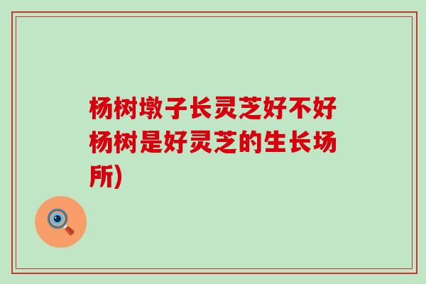 杨树墩子长灵芝好不好杨树是好灵芝的生长场所)