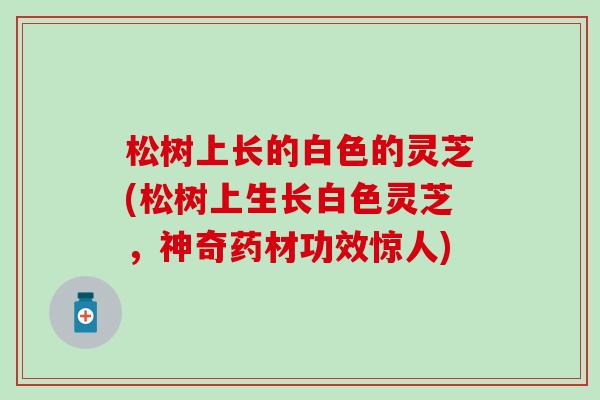 松树上长的白色的灵芝(松树上生长白色灵芝，神奇药材功效惊人)