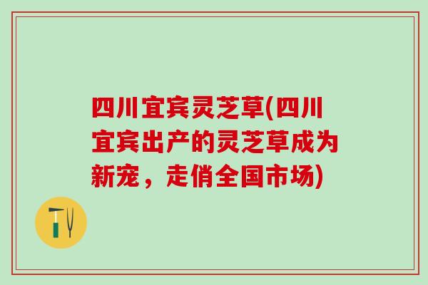 四川宜宾灵芝草(四川宜宾出产的灵芝草成为新宠,走俏全国市场) 四川宜宾灵芝草(四川宜宾出产的灵芝草成为新宠,走俏全国市场)