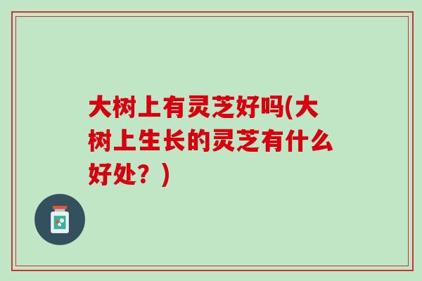 大树上有灵芝好吗(大树上生长的灵芝有什么好处？)