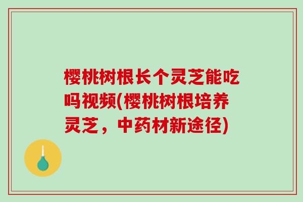 樱桃树根长个灵芝能吃吗视频(樱桃树根培养灵芝，中药材新途径)