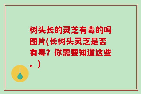树头长的灵芝有毒的吗图片(长树头灵芝是否有毒？你需要知道这些。)