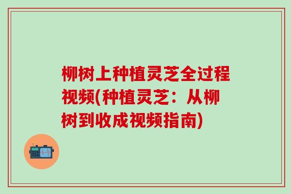 柳树上种植灵芝全过程视频(种植灵芝：从柳树到收成视频指南)