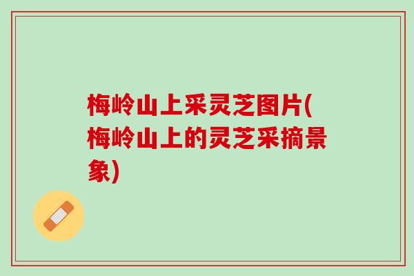 梅岭山上采灵芝图片(梅岭山上的灵芝采摘景象)