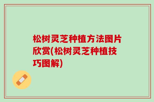 松树灵芝种植方法图片欣赏(松树灵芝种植技巧图解)