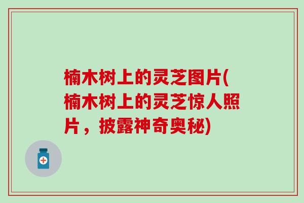 楠木树上的灵芝图片(楠木树上的灵芝惊人照片，披露神奇奥秘)