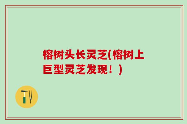 榕树头长灵芝(榕树上巨型灵芝发现！)