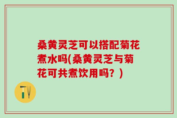 桑黄灵芝可以搭配菊花煮水吗(桑黄灵芝与菊花可共煮饮用吗？)