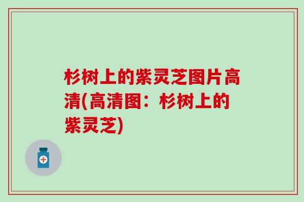 杉树上的紫灵芝图片高清(高清图：杉树上的紫灵芝)