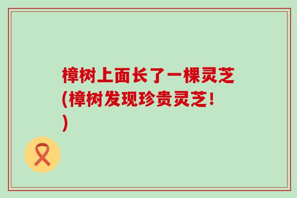 樟树上面长了一棵灵芝(樟树发现珍贵灵芝！)