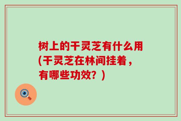 树上的干灵芝有什么用(干灵芝在林间挂着，有哪些功效？)