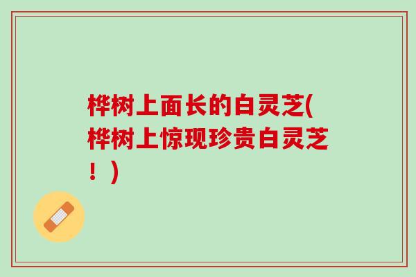 桦树上面长的白灵芝(桦树上惊现珍贵白灵芝！)