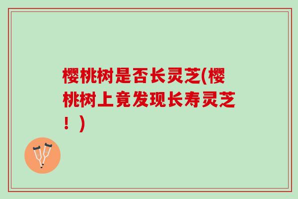 樱桃树是否长灵芝(樱桃树上竟发现长寿灵芝！)