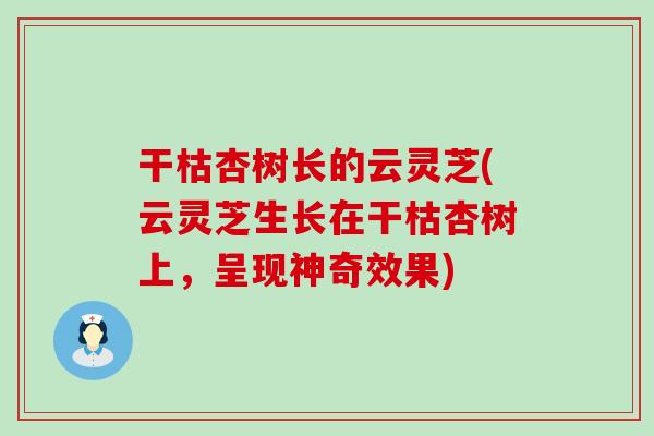干枯杏树长的云灵芝(云灵芝生长在干枯杏树上，呈现神奇效果)