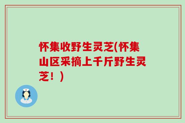 怀集收野生灵芝(怀集山区采摘上千斤野生灵芝！)