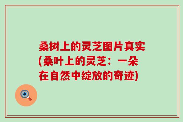 桑树上的灵芝图片真实(桑叶上的灵芝：一朵在自然中绽放的奇迹)