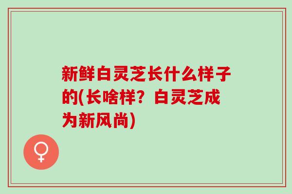 新鲜白灵芝长什么样子的(长啥样?白灵芝成为新风尚) 新鲜白灵芝长什么样子的(长啥样?白灵芝成为新风尚)