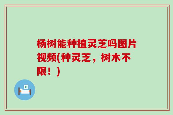 杨树能种植灵芝吗图片视频(种灵芝，树木不限！)