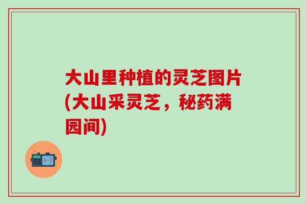 大山里种植的灵芝图片(大山采灵芝，秘药满园间)