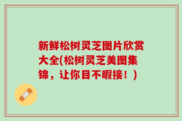 新鲜松树灵芝图片欣赏大全(松树灵芝美图集锦,让你目不暇接!) 新鲜松树灵芝图片欣赏大全(松树灵芝美图集锦,让你目不暇接!)