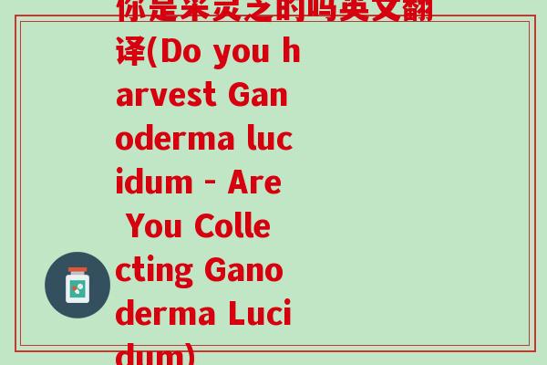 你是采灵芝的吗英文翻译(Do you harvest Ganoderma lucidum - Are You Collecting Ganoderma Lucidum)