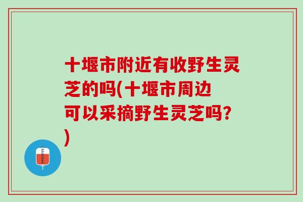 十堰市附近有收野生灵芝的吗(十堰市周边 可以采摘野生灵芝吗？)