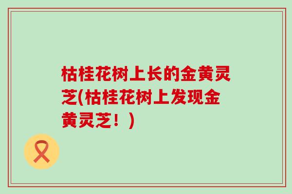 枯桂花树上长的金黄灵芝(枯桂花树上发现金黄灵芝！)