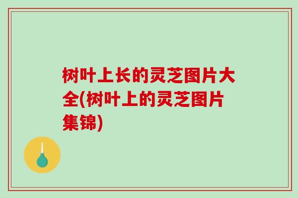 树叶上长的灵芝图片大全(树叶上的灵芝图片集锦)