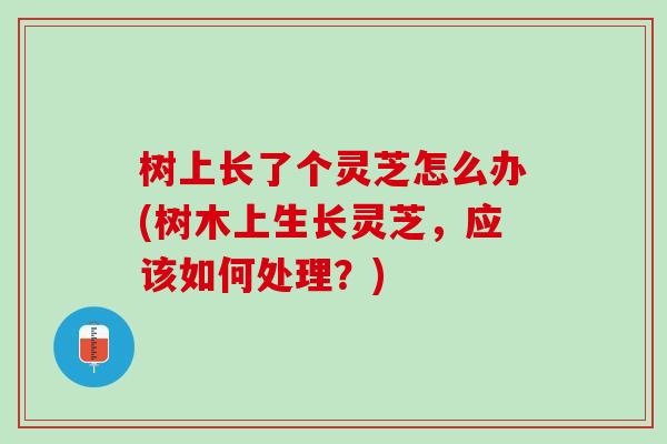 树上长了个灵芝怎么办(树木上生长灵芝，应该如何处理？)