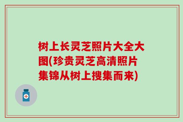 树上长灵芝照片大全大图(珍贵灵芝高清照片集锦从树上搜集而来)