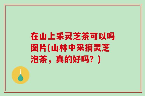 在山上采灵芝茶可以吗图片(山林中采摘灵芝泡茶，真的好吗？)