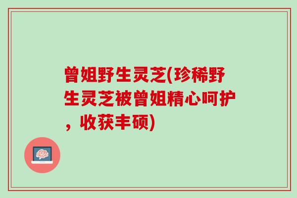 曾姐野生灵芝(珍稀野生灵芝被曾姐精心呵护，收获丰硕)