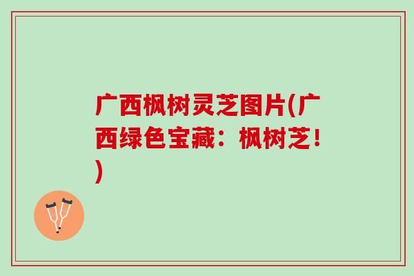 广西枫树灵芝图片(广西绿色宝藏：枫树芝！)