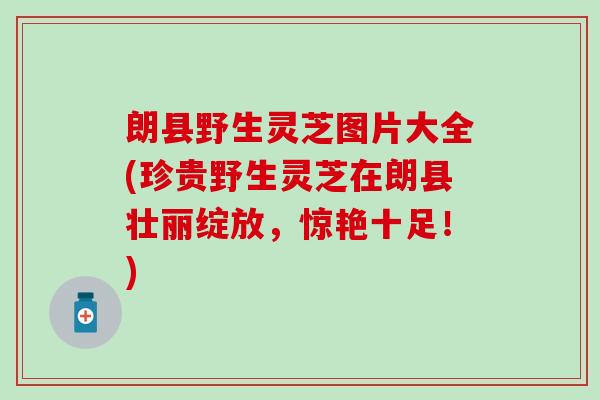 朗县野生灵芝图片大全(珍贵野生灵芝在朗县壮丽绽放，惊艳十足！)