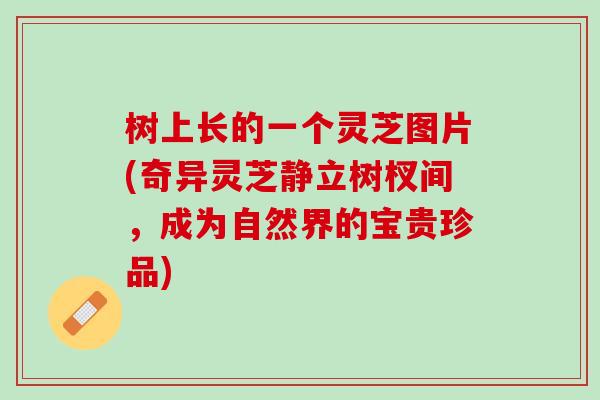 树上长的一个灵芝图片(奇异灵芝静立树杈间，成为自然界的宝贵珍品)