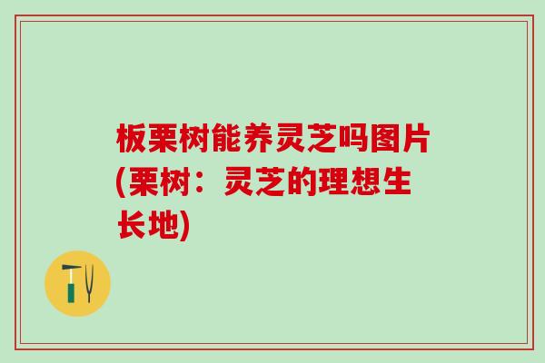 板栗树能养灵芝吗图片(栗树：灵芝的理想生长地)