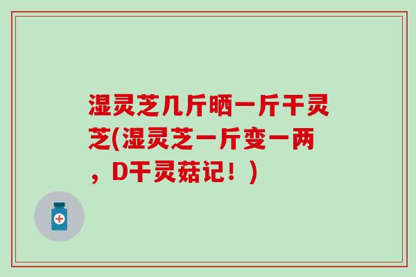 湿灵芝几斤晒一斤干灵芝(湿灵芝一斤变一两，D干灵菇记！)